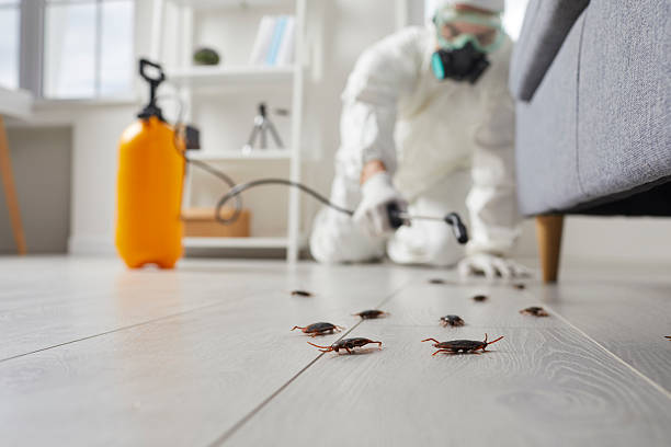 Affordable Termite Control solutions in Brownfields, LA